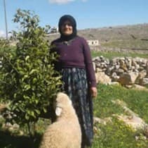 Arifa Haydar Jammo